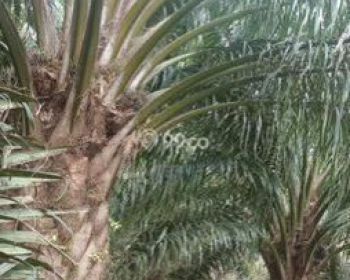Sale Tanah: Kebun sawit