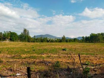 Sale Tanah: Tanah kebun dijual