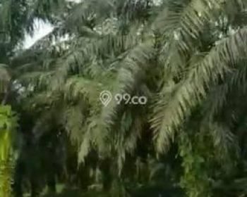 Kebun sawit dijual Aceh Timur 7000 hektar
