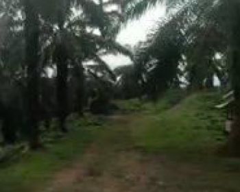 Kebun sawit dijual 1000h.45jt/h. perbatasan Aceh timur
