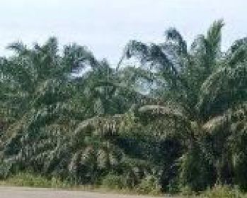 Kebun sawit dijual di tamiang