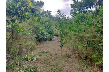 Sale Tanah: kebun dijual
