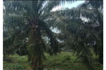 Sale Tanah: kebun sawit dijual