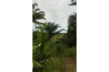 Sale Tanah: kebun sawit dijual