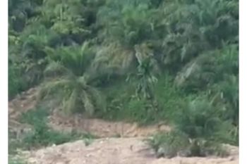 Sale Tanah: kebun sawit dijual