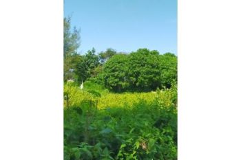 tanah dijual di ulele