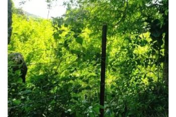 tanah kebun dijual 081370268125