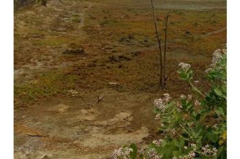 lahan bagi hasil kajhu