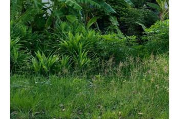 Sale Tanah: tanah dijual beurawe