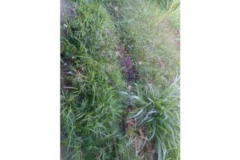 lahan bagi hasil darussalam, lampedaya