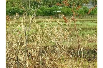 Tanah Dijual diJln muhamad hasan batoh